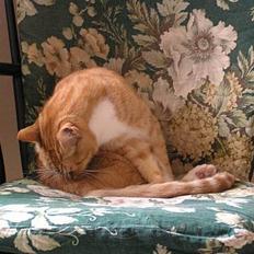 Blanding af racer Limbo