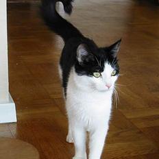 Huskat            *---MISSER---*