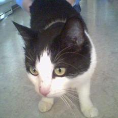 Huskat            *---MISSER---*