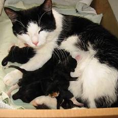 Huskat            *---MISSER---*