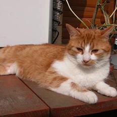 Blanding af racer Garfie R.I.P.