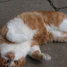 Blanding af racer Garfie R.I.P.