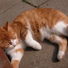 Blanding af racer Garfie R.I.P.