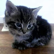 Blanding af racer Chenilla