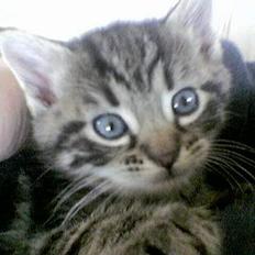 Blanding af racer Chenilla