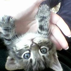 Blanding af racer Chenilla