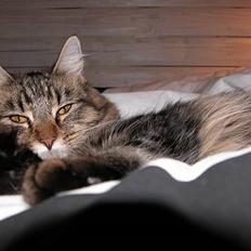 Maine Coon Uldtotten