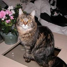 Maine Coon Uldtotten