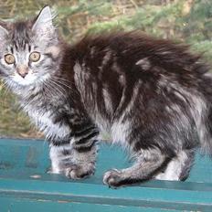 Maine Coon Uldtotten