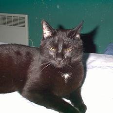 Blanding af racer Lucifer