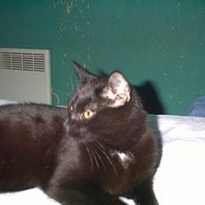 Blanding af racer Lucifer