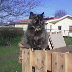 Blanding af racer Sorte