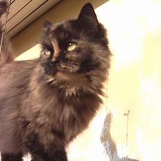 Blanding af racer Sorte