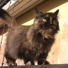 Blanding af racer Sorte