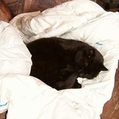 Blanding af racer bølle ( rendt væg ) :-((