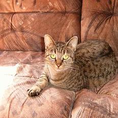 Blanding af racer perle