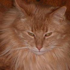 Maine Coon Noller
