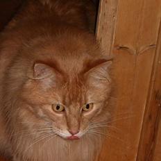 Maine Coon Noller