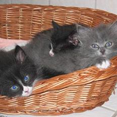 Blanding af racer Kattunger