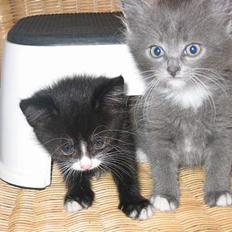 Blanding af racer Kattunger