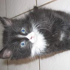 Blanding af racer Kattunger