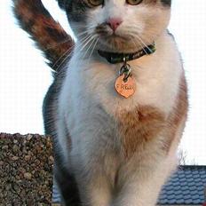 Huskat Freja (eller plumsen)