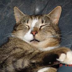 Blanding af racer Pelle