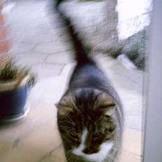 Blanding af racer Pelle