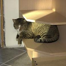 Blanding af racer Pelle