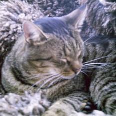 Blanding af racer Pjuske