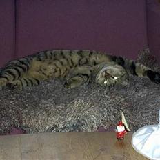 Blanding af racer Pjuske