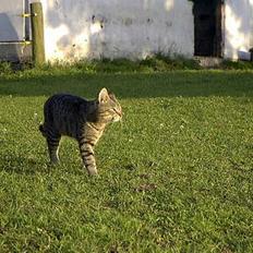 Blanding af racer Pjuske