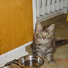 Maine Coon † Pocahontas †