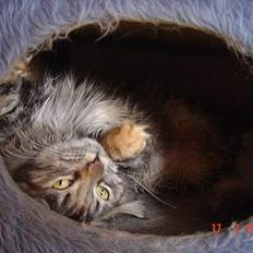 Maine Coon † Pocahontas †