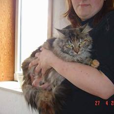 Maine Coon † Pocahontas †