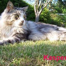 Maine Coon Kasper  -Død-
