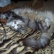 Maine Coon Kasper  -Død-