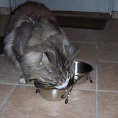 Maine Coon Kasper  -Død-