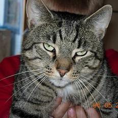 Blanding af racer Tiger