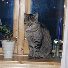 Blanding af racer Tiger