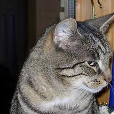 Blanding af racer Tiger