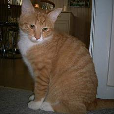 Blanding af racer Garfield