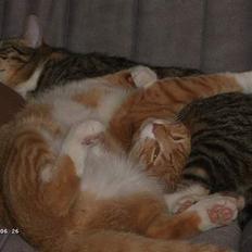 Blanding af racer Garfield