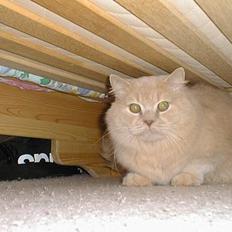 British Shorthair Bamse *død*