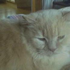 British Shorthair Bamse *død*