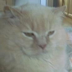 British Shorthair Bamse *død*