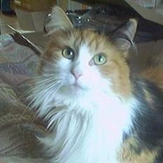 Blanding af racer Frida 