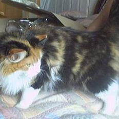 Blanding af racer Frida 