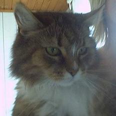 Blanding af racer Sisse *død*