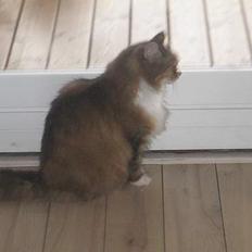 Blanding af racer Sisse *død*